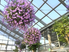 佐布里梅花节