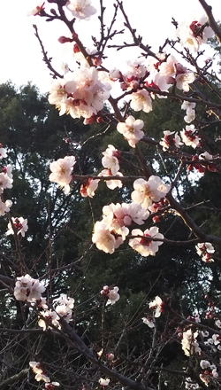 佐布里梅花节