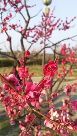 佐布里梅花节