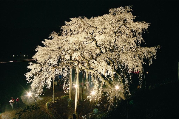 奥山田枝垂櫻