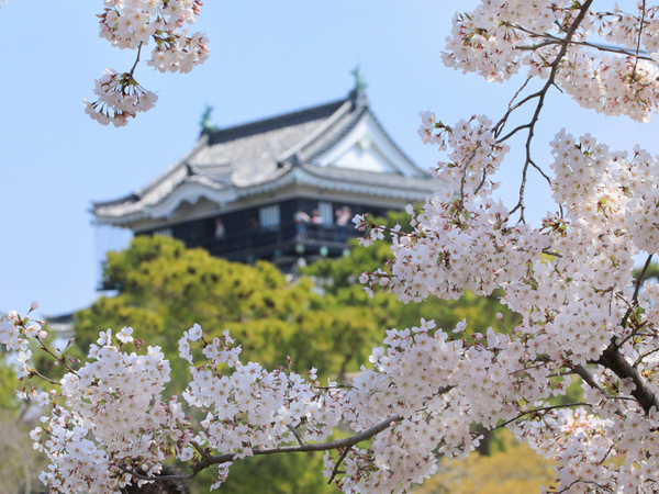 Okazaki Cherry Blossom Festival