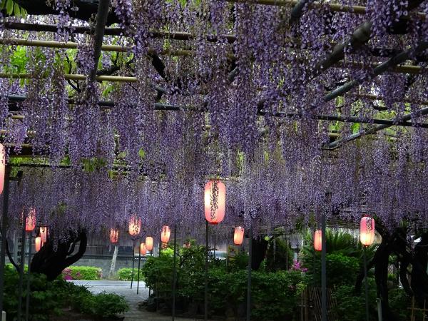 広藤園藤まつり