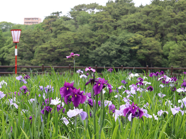 大池公園花しょうぶまつり