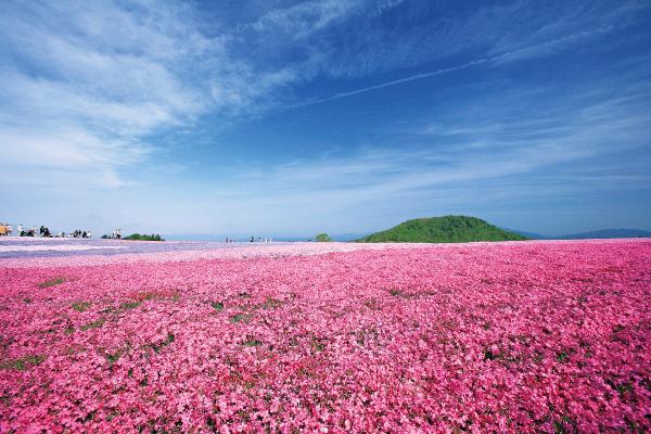 茶臼山高原芝桜まつり