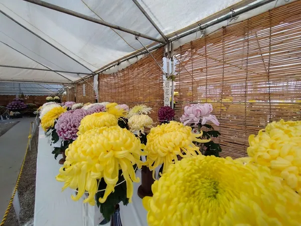 日進市菊花大会