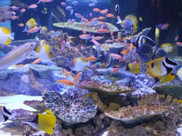 竹島水族館