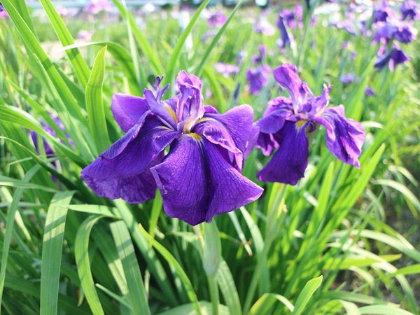 Man'yo Park and Takamatsu Garden's Japanese Iris Festival
