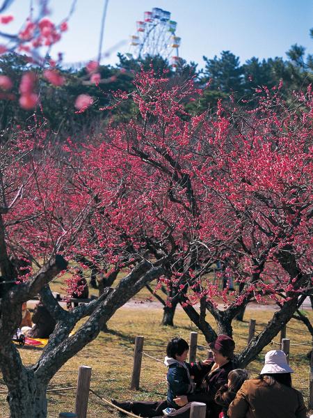 Minami Park Plum Blossom Festival