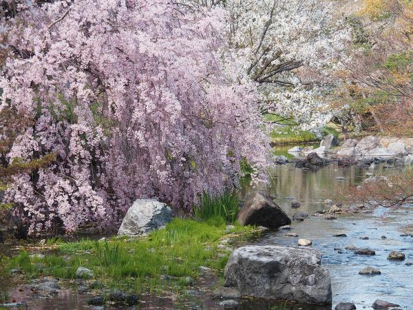白鳥庭園　観桜会