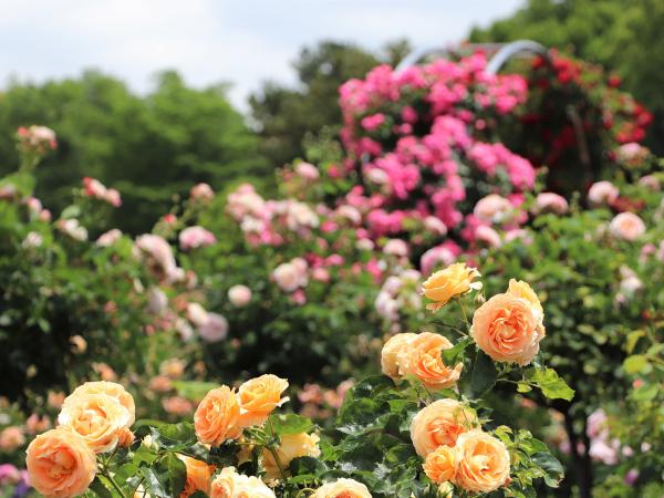 初夏の華まつり～バラ・ハナショウブ～