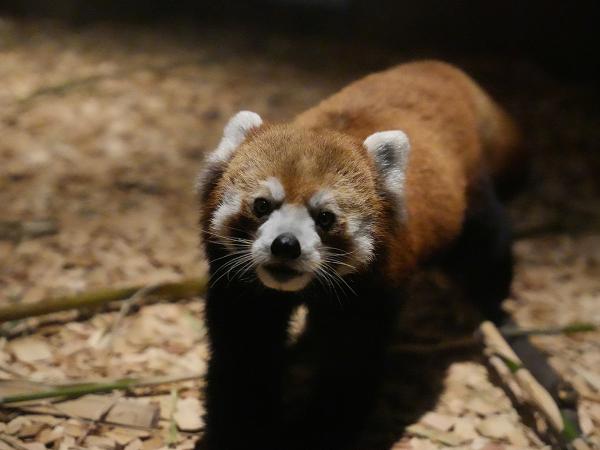 東山動植物園　ナイトZOO＆GARDEN