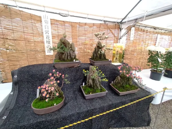 日進市菊花大会