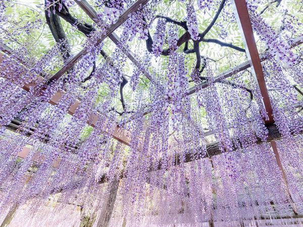 Owari Tsushima Wisteria Festival