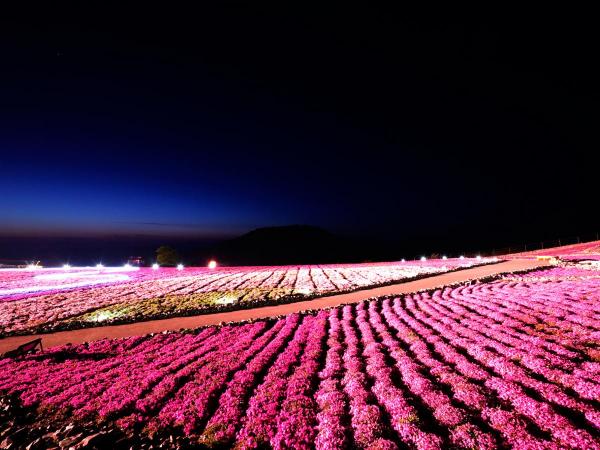 Mt. Chausu Highland Creeping Phlox Festival