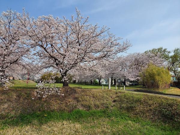第5回 豊明市桜フォトコンテスト