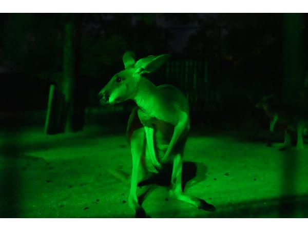 東山動植物園　ナイトZOO＆GARDEN