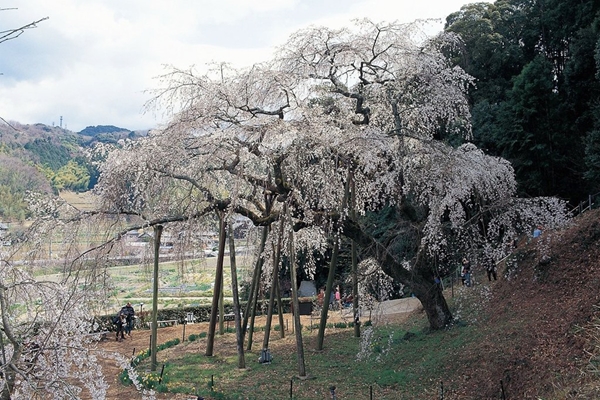 奥山田枝垂櫻