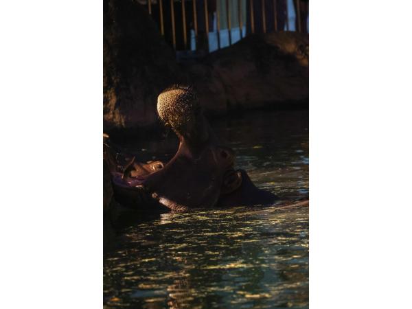 Non Hoi Park Night Zoo