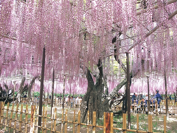 五万石藤まつり　岡崎城公園藤棚