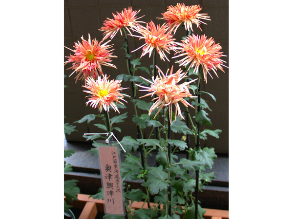 変わり菊まつり_03