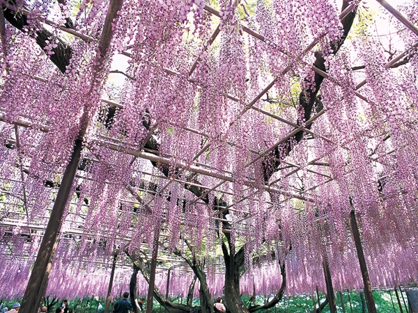 五万石藤まつり　岡崎城公園藤棚