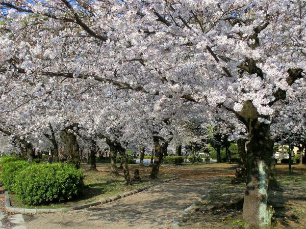Tsuruma Park Flower Festival