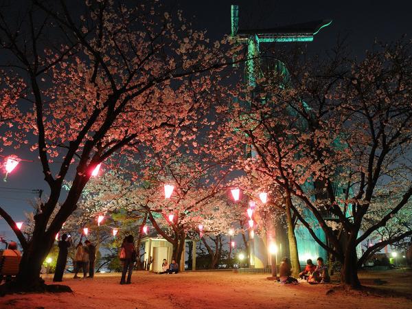 桃山公園　桜まつり