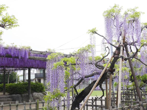 尾張津島藤まつり（天王川公園）