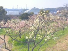 佐布里池梅花節