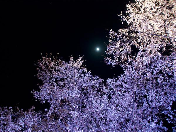 飯野川桜並木ライトアップ