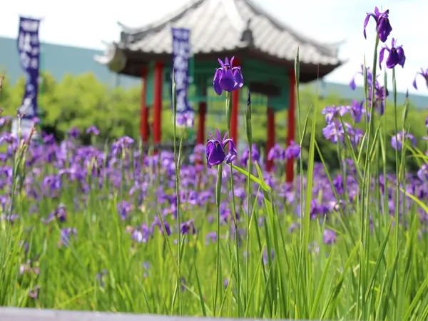 花かつみまつり
