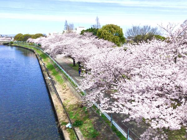 荒子川公園　さくらまつり