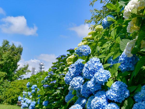 Mt. Sangane Hydrangea Festival