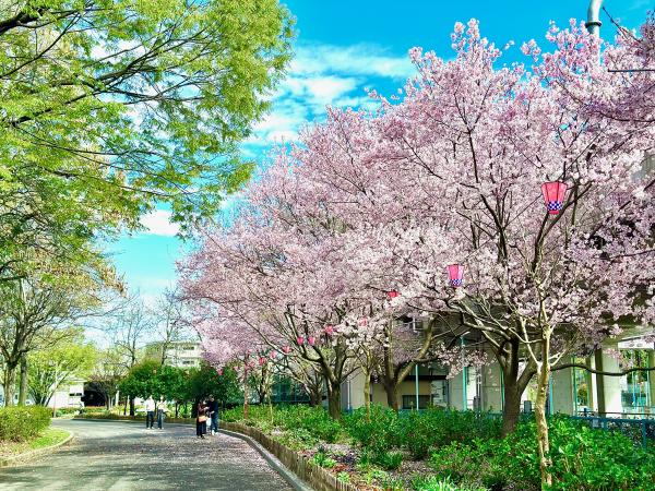 荒子川公園　さくらまつり