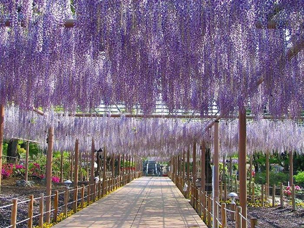 こうなん藤まつり　曼陀羅寺公園