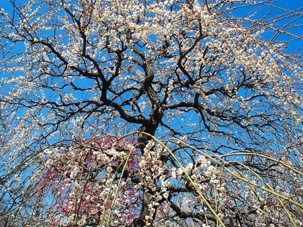 稻澤梅花節