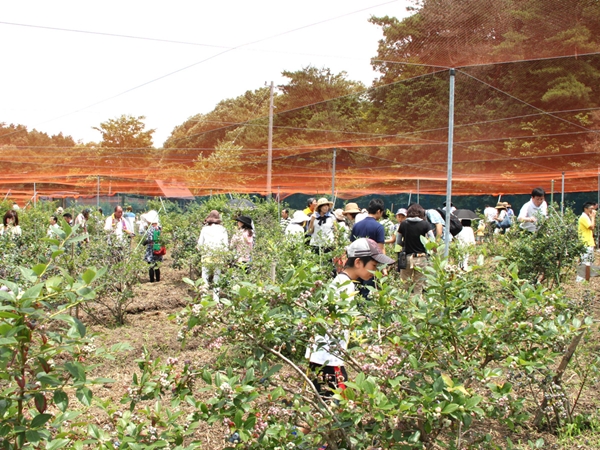 下山バークパーク ブルーベリー農園