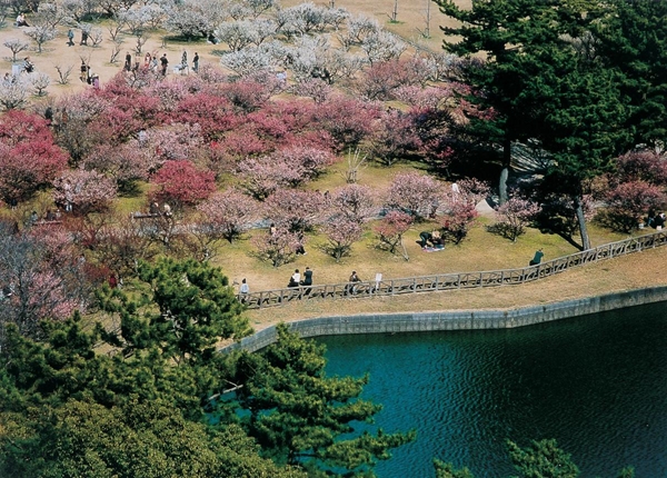 南公園梅まつり