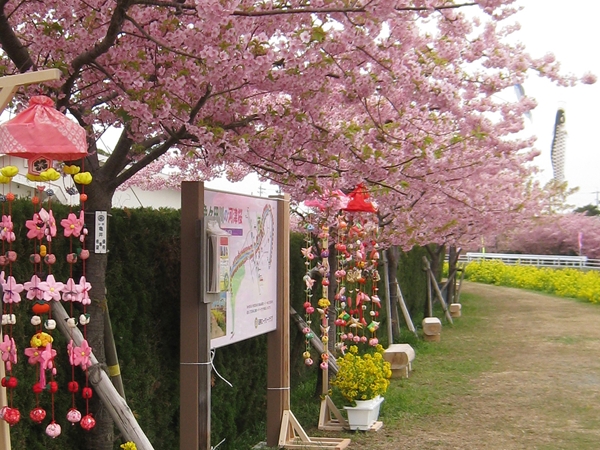 Memeda River Rapeseed Blossom &amp; Cherry Blossom Festival