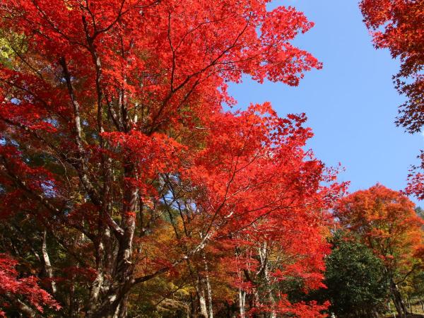豊田市 稲武 もみじまつり