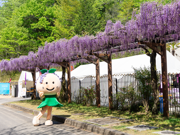 豊田市 ふじまつり ふじの回廊