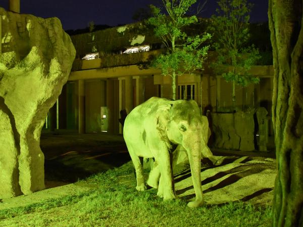 東山動植物園　ナイトZOO＆GARDEN