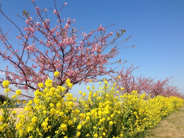 免々田川 菜の花・桜まつり