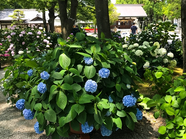 Bisai Hydrangea Festival