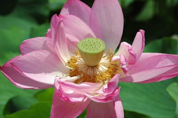 賞蓮大會