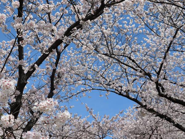 庄内緑地　ナノハナサクラまつり