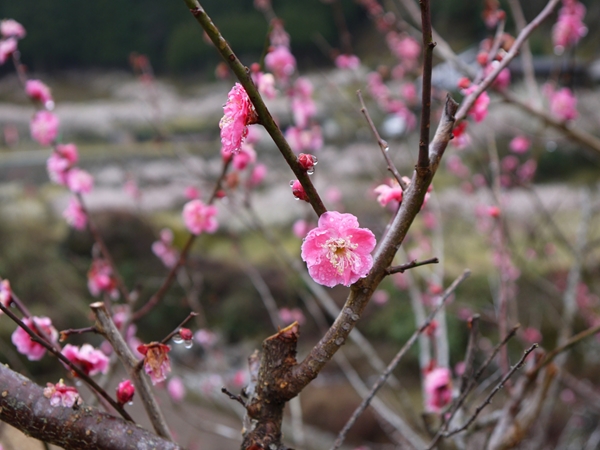 川売の梅花まつり