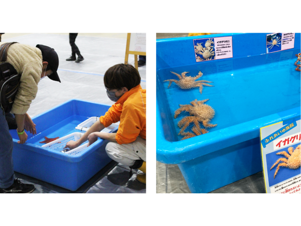 ぎょぎょフェス in ラグナシア
