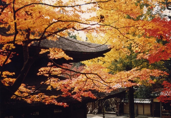 Iwayado Park &amp; Jokoji Temple - Autumn Leaves Festival