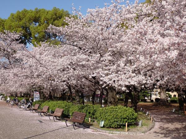Tsuruma Park Flower Festival